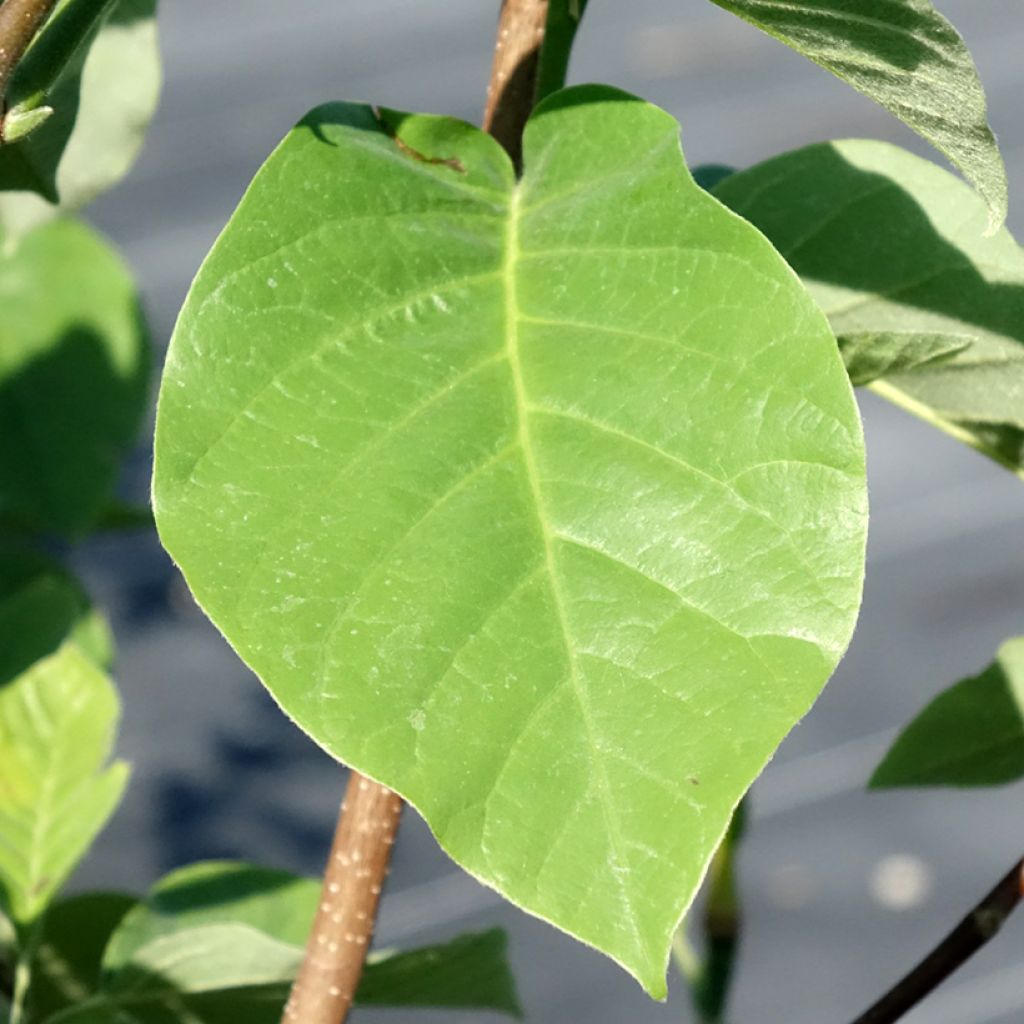 Magnolia acuminata Blue Baby - Beverboom