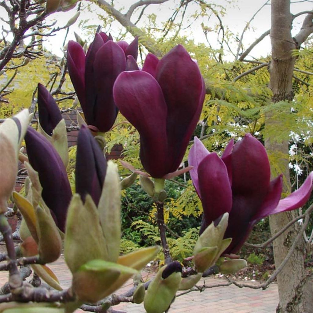 Magnolia Black Tulip - Beverboom
