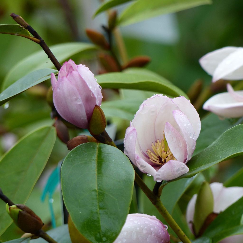 Magnolia Fairy Blush - Bananenstruik