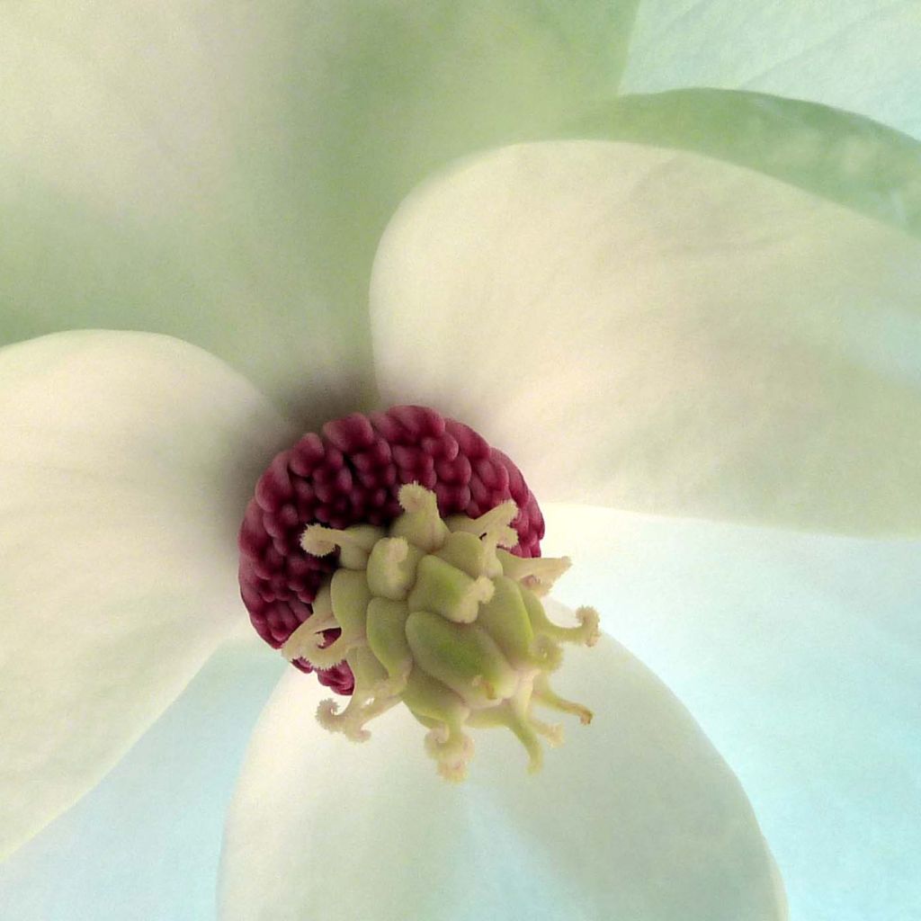 Magnolia sieboldii - Beverboom
