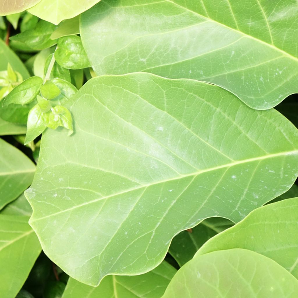 Magnolia sprengeri Pink Beauty - Beverboom