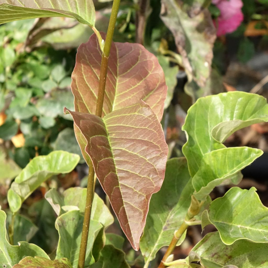 Magnolia Sunspire - Beverboom