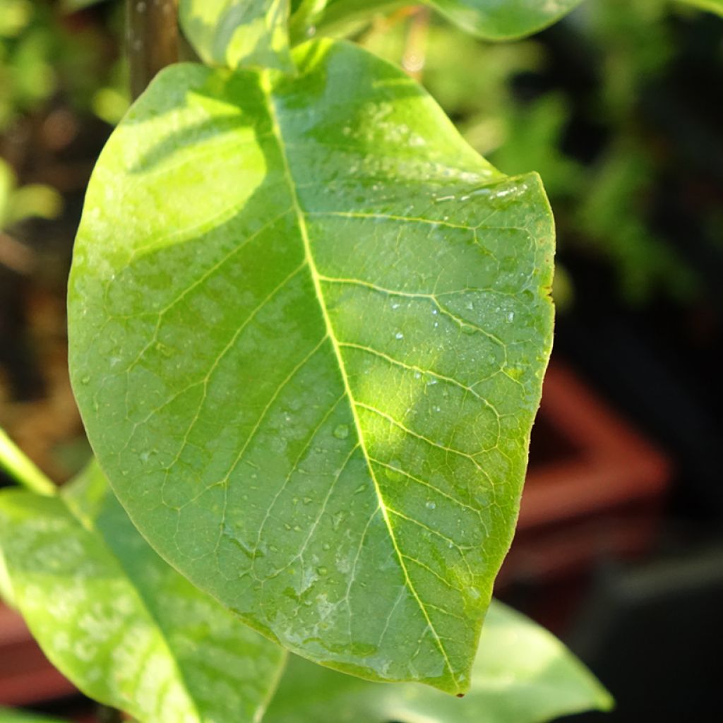 Magnolia Coral Lake - Beverboom