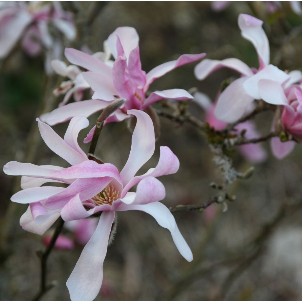 Magnolia loebneri Leonard Messel - Beverboom
