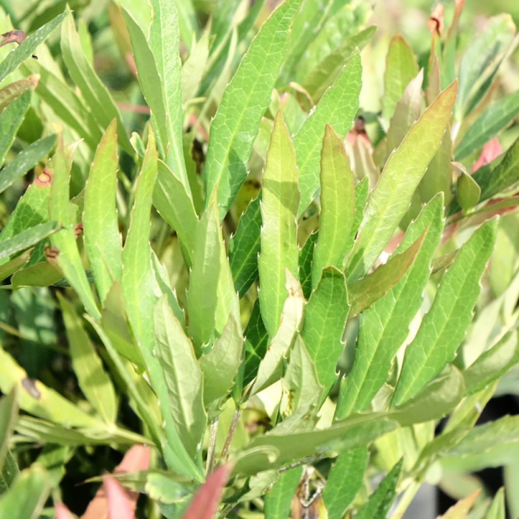 Mahonia sinensis - Mahoniestruik