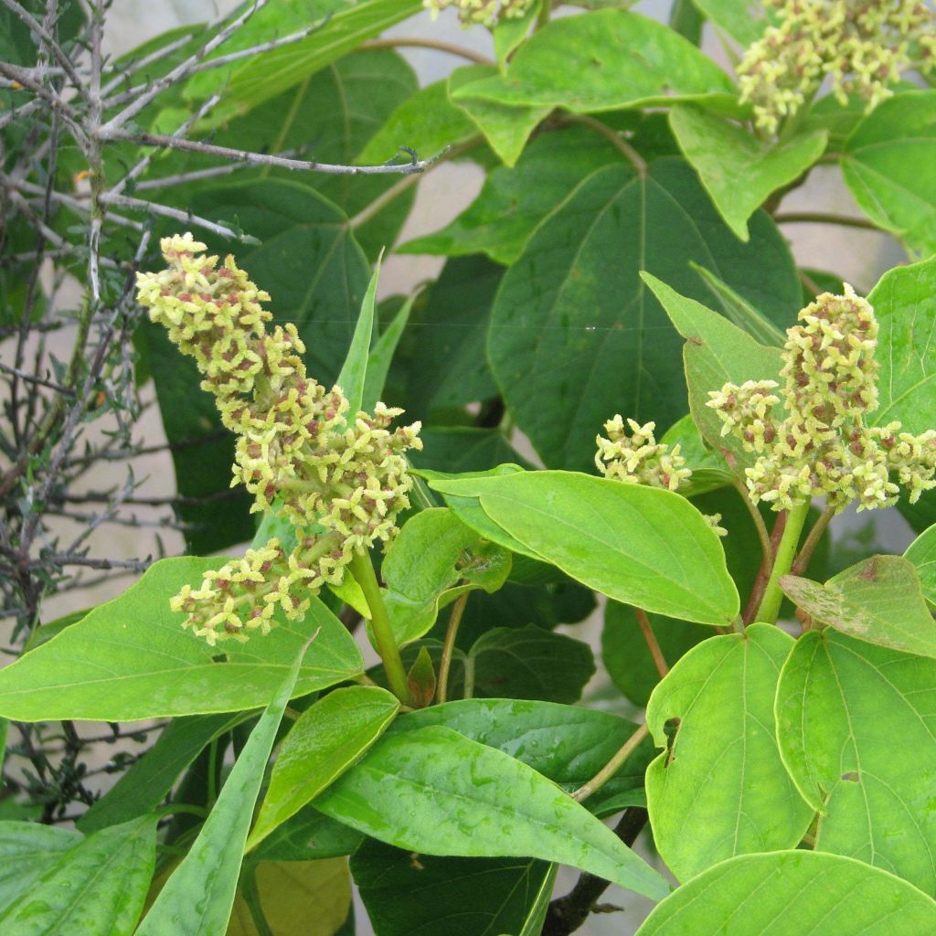 Mallotus japonicus - Oost-Aziatische mallotus