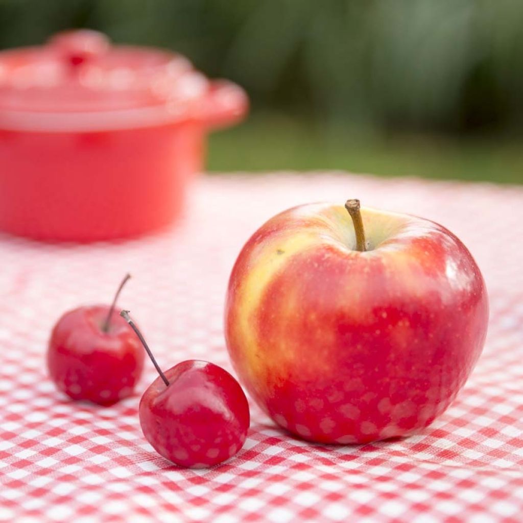 Malus Appletini - Sierappel