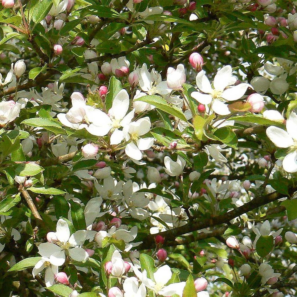 Malus Comtesse De Paris