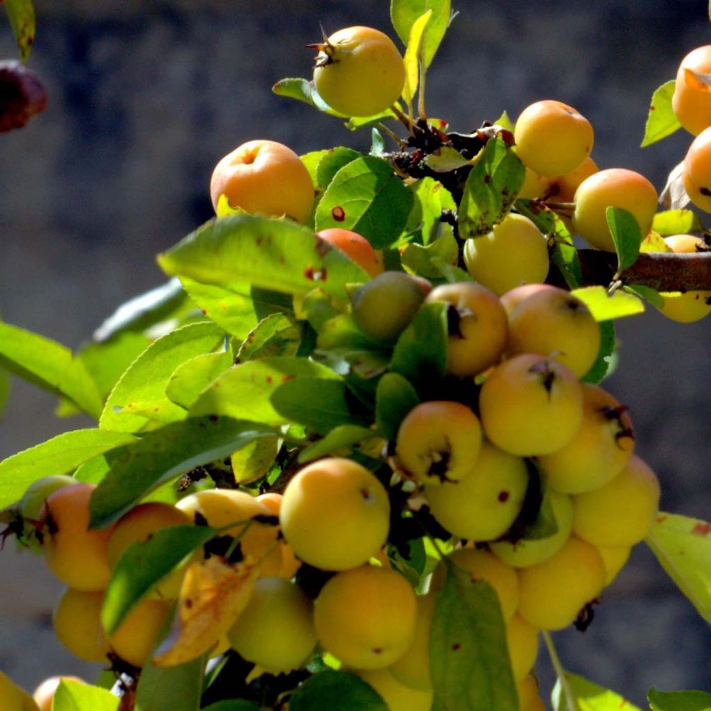 Malus Golden Hornet - Sierappel
