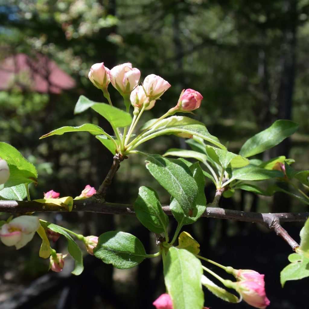 Malus toringo - Sierappel