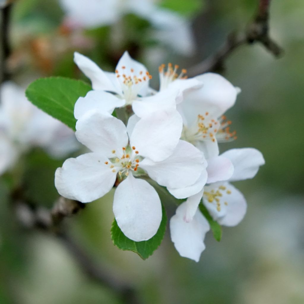 Malus robusta Yellow Siberian - Appelboom