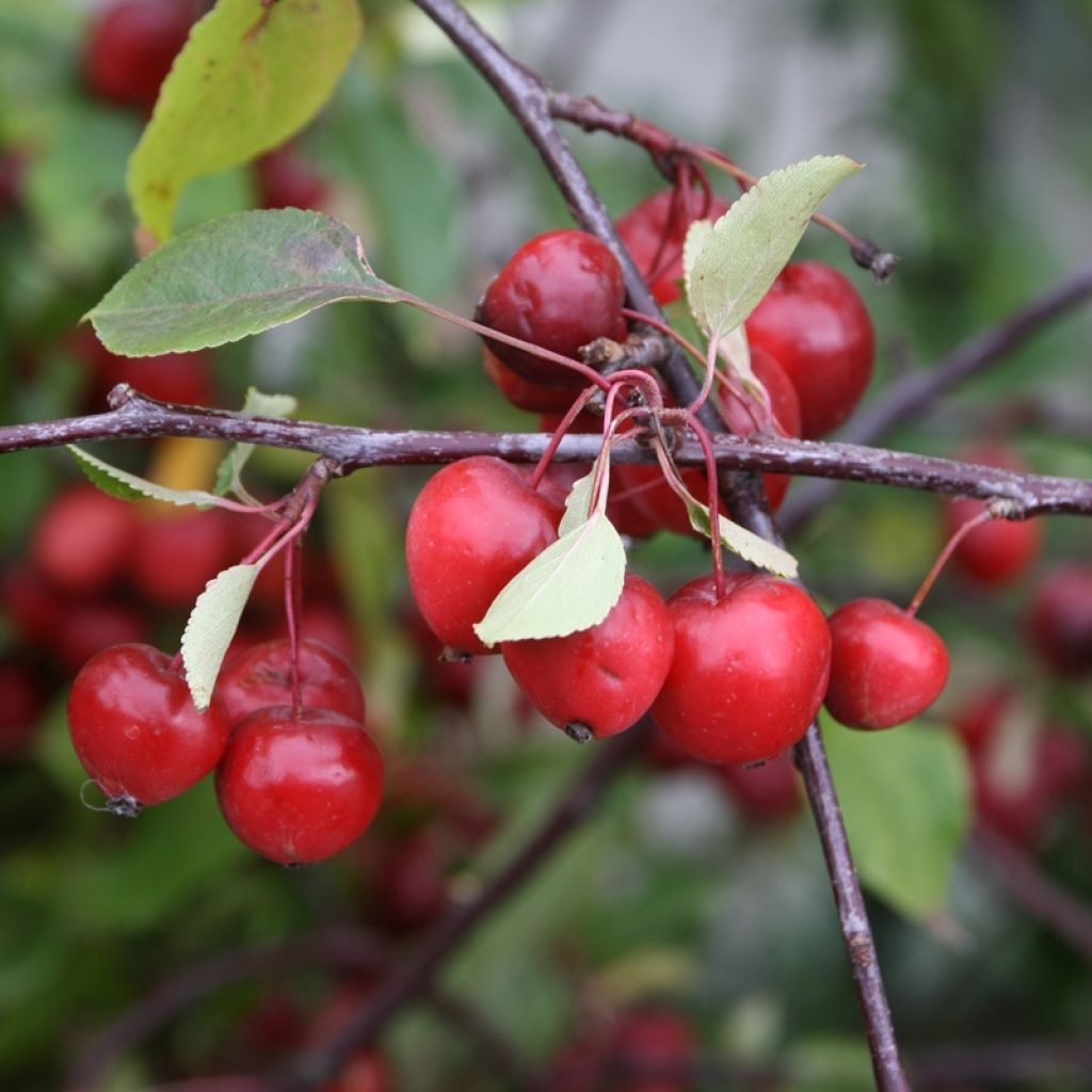 Malus Red Sentinel - Sierappel