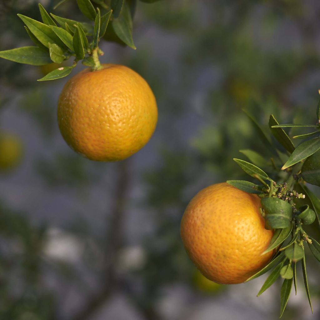 Chinotto-sinaasappel - Citrus myrtifolia