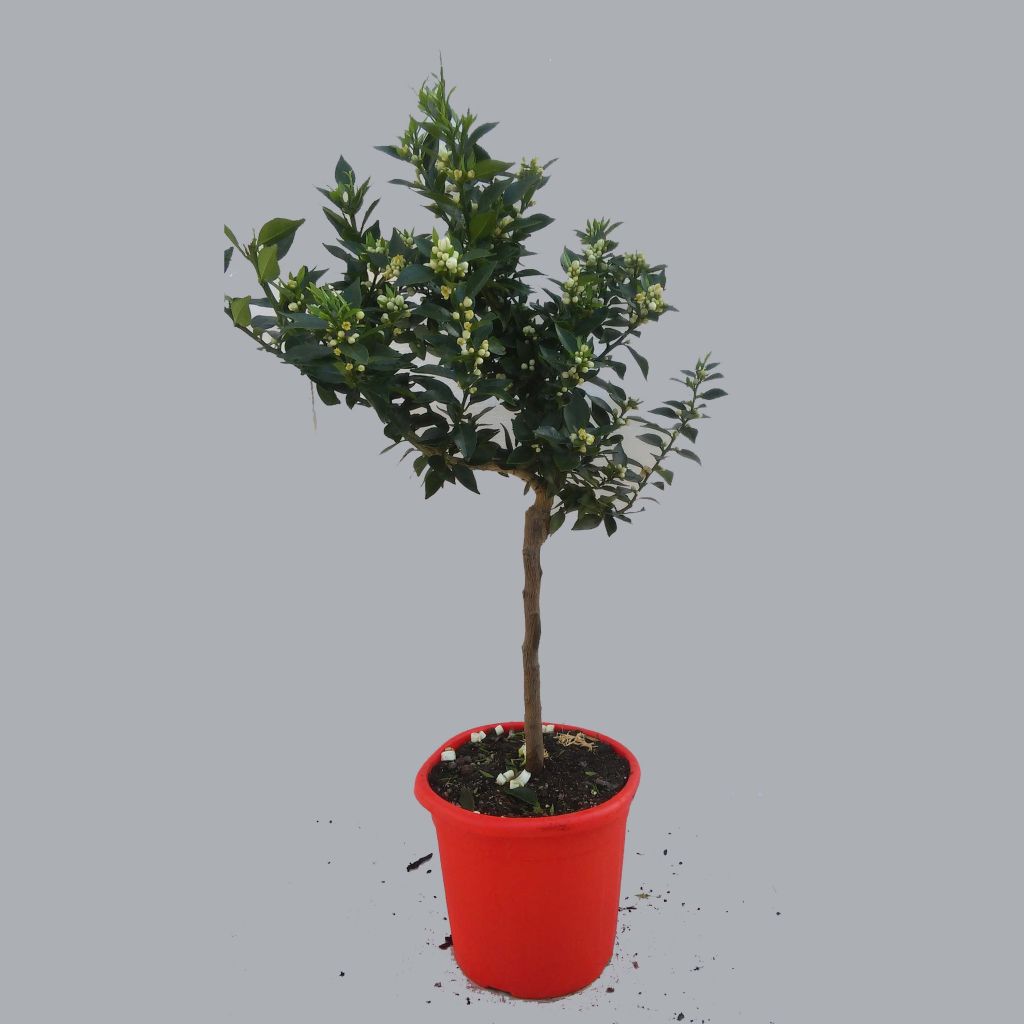 Chinotto-sinaasappel - Citrus myrtifolia