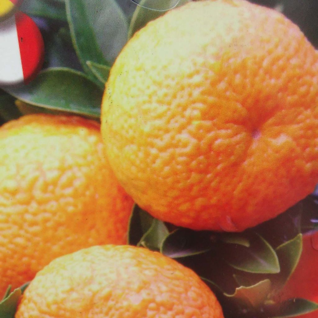 Chinotto-sinaasappel - Citrus myrtifolia