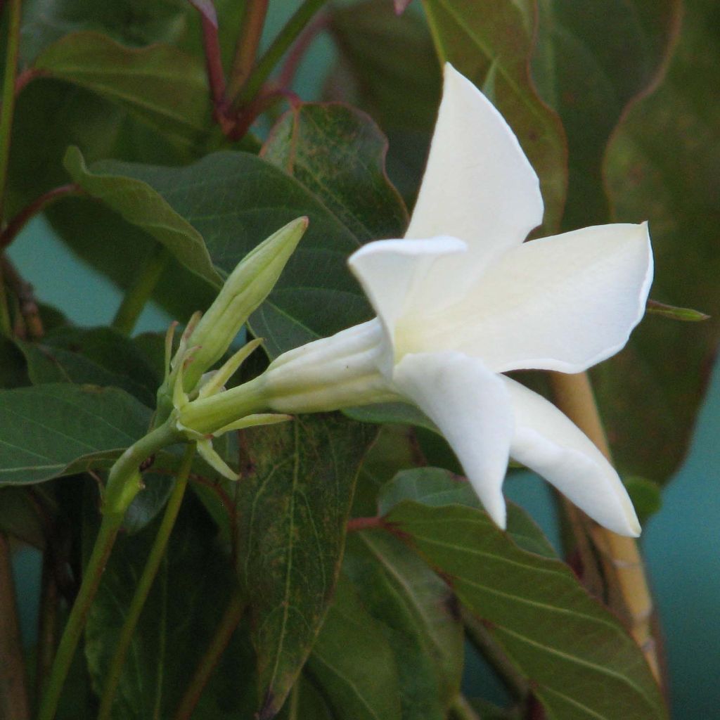 Mandevilla laxa - Chileense jasmijn