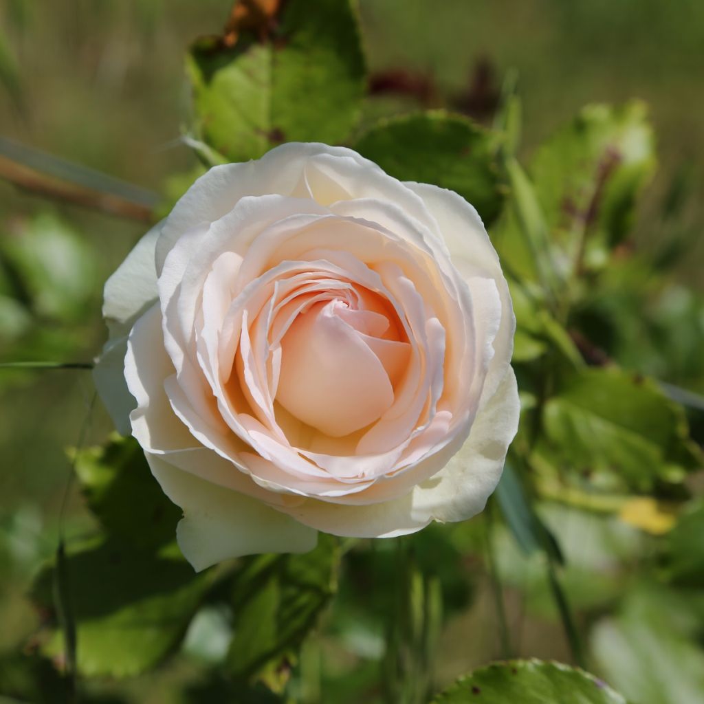 Rosa Andre Le Notre - Klimroos