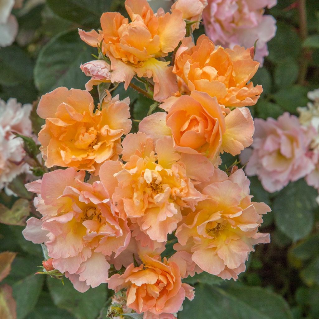 Rosa Flame Origami - Trosroos