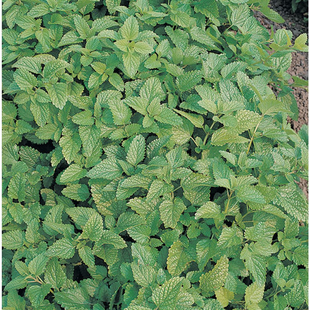 Citroenmelisse BIO - Melissa officinalis