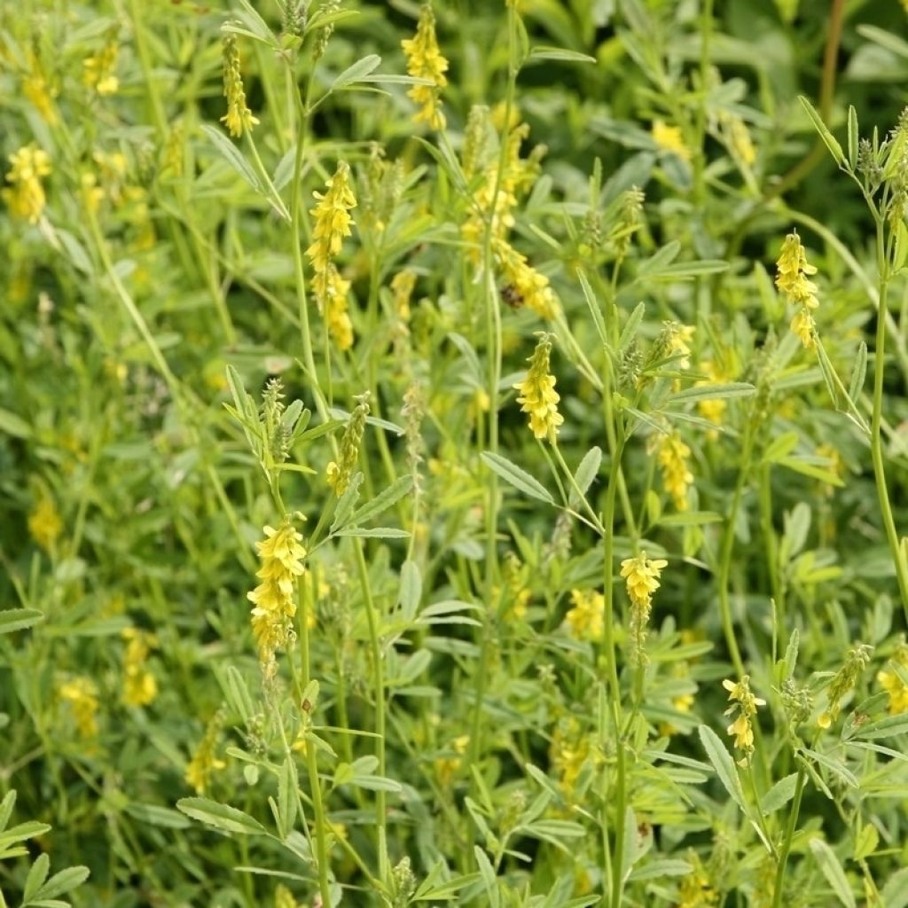Citroengele honingklaver groenbemester - Melilotus officinalis
