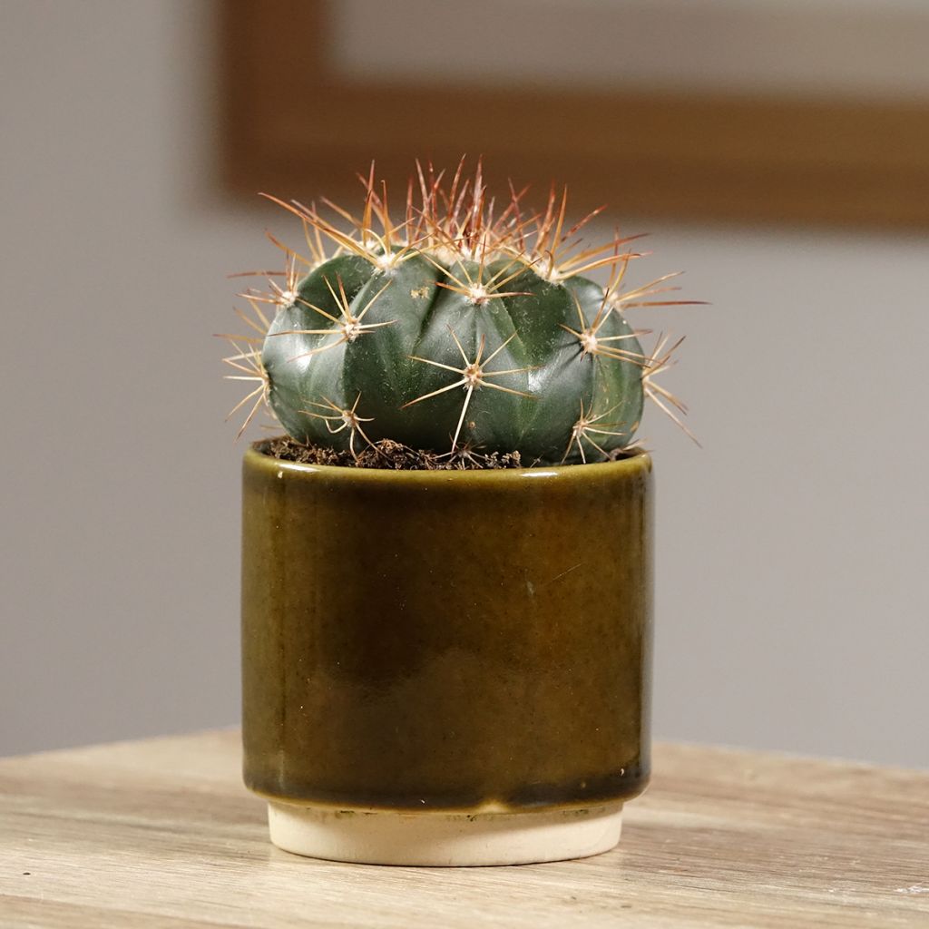 Melocactus azureus - Meloencactus
