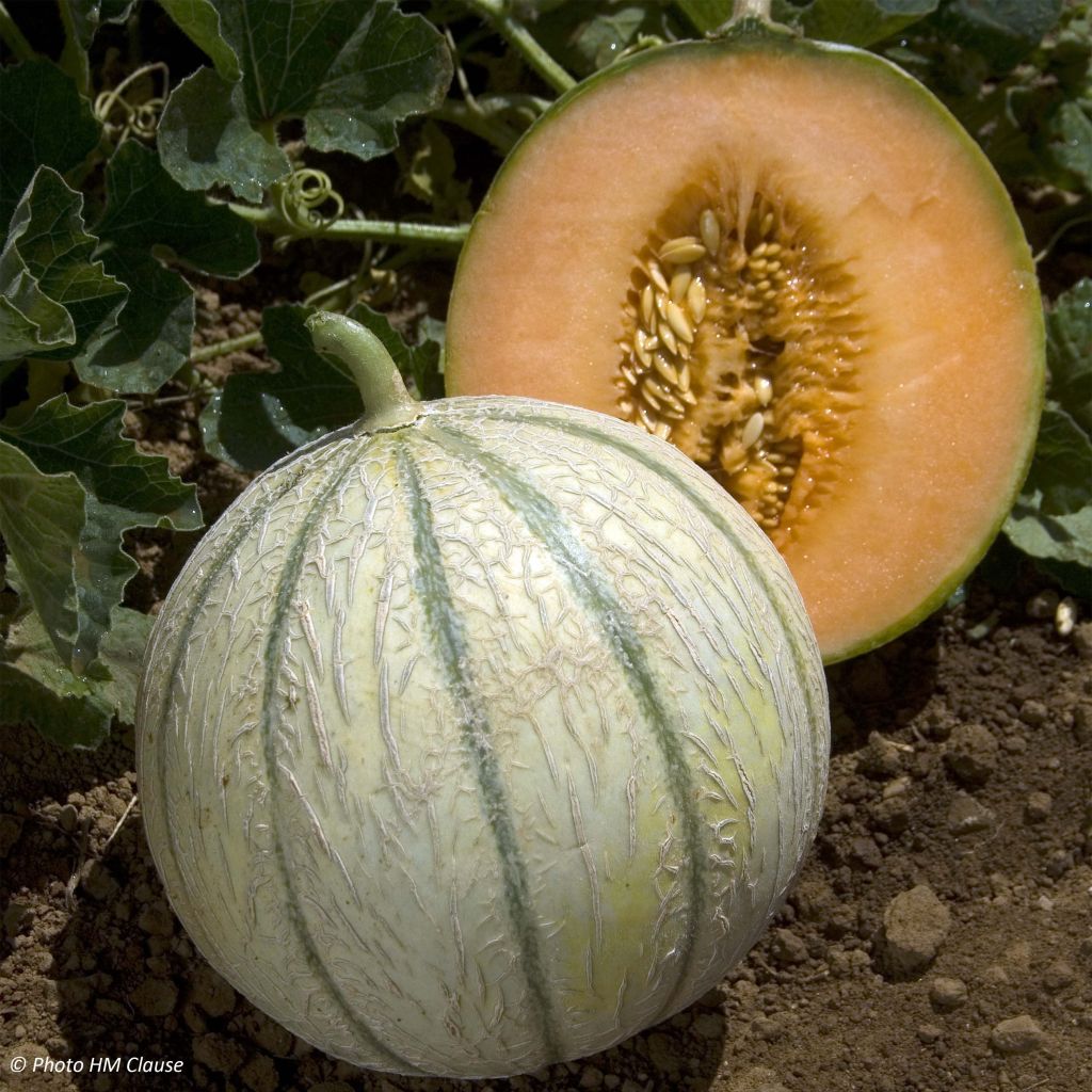 Cantaloupe-meloen Anasta F1 (jonge planten - geënt)