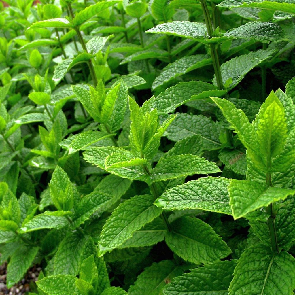 Pepermunt BIO - Mentha piperita (jonge planten)