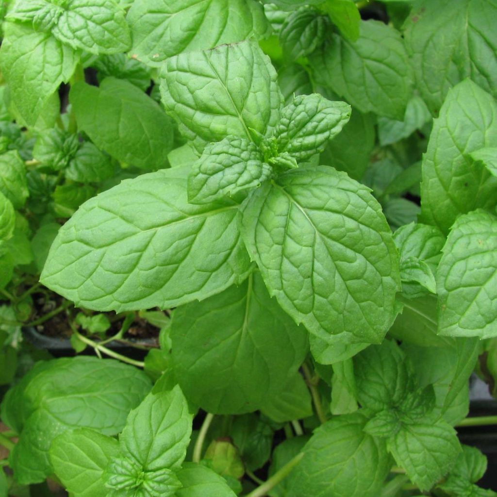 Groene munt BIO (jonge planten) - Mentha spicata