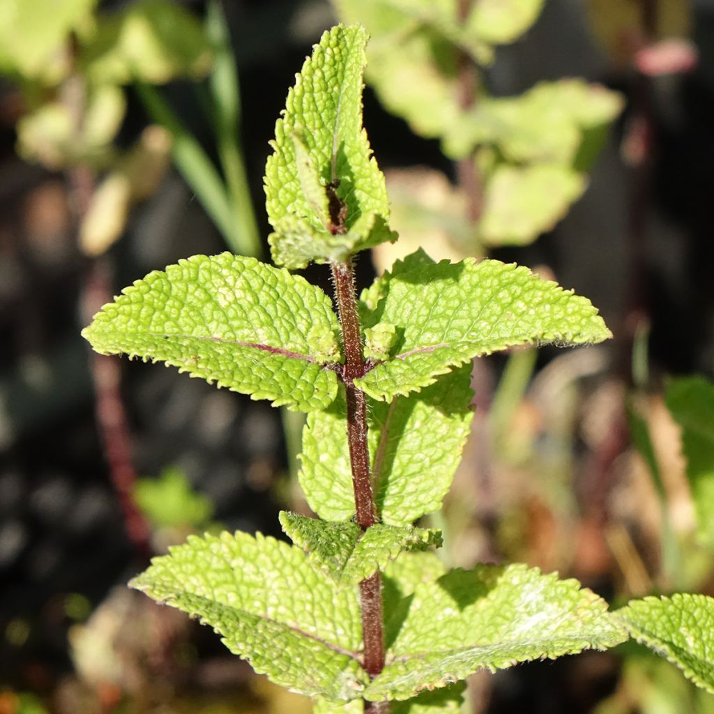 Chinese munt BIO - Mentha haplocalyx