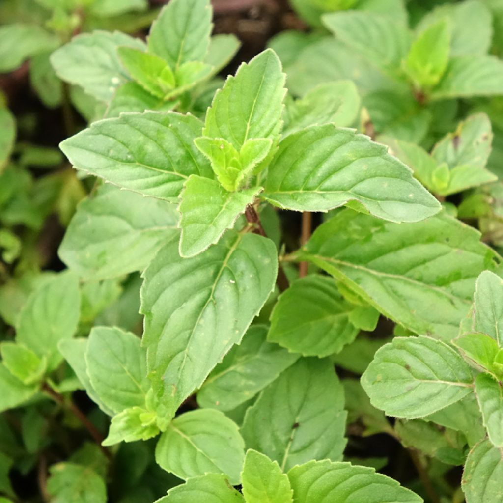 Gembermunt - Mentha gracilis Ginger