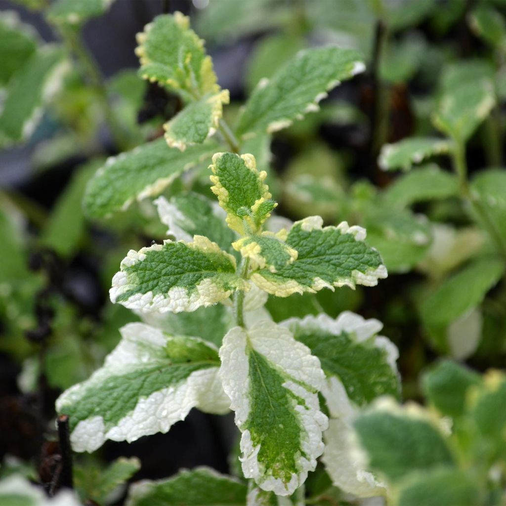 Bonte appelmunt - Mentha suaveolens Variegata