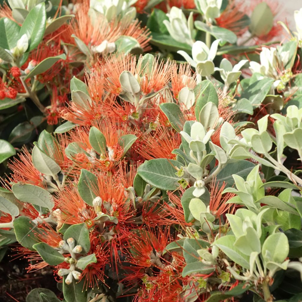 Metrosideros thomasii - Nieuw-Zeelandse kerstboom