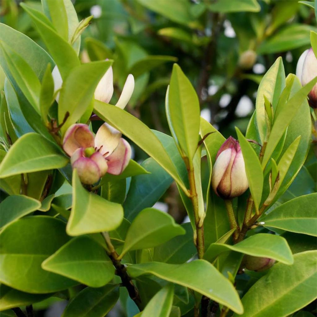 Magnolia figo - Bananenstruik