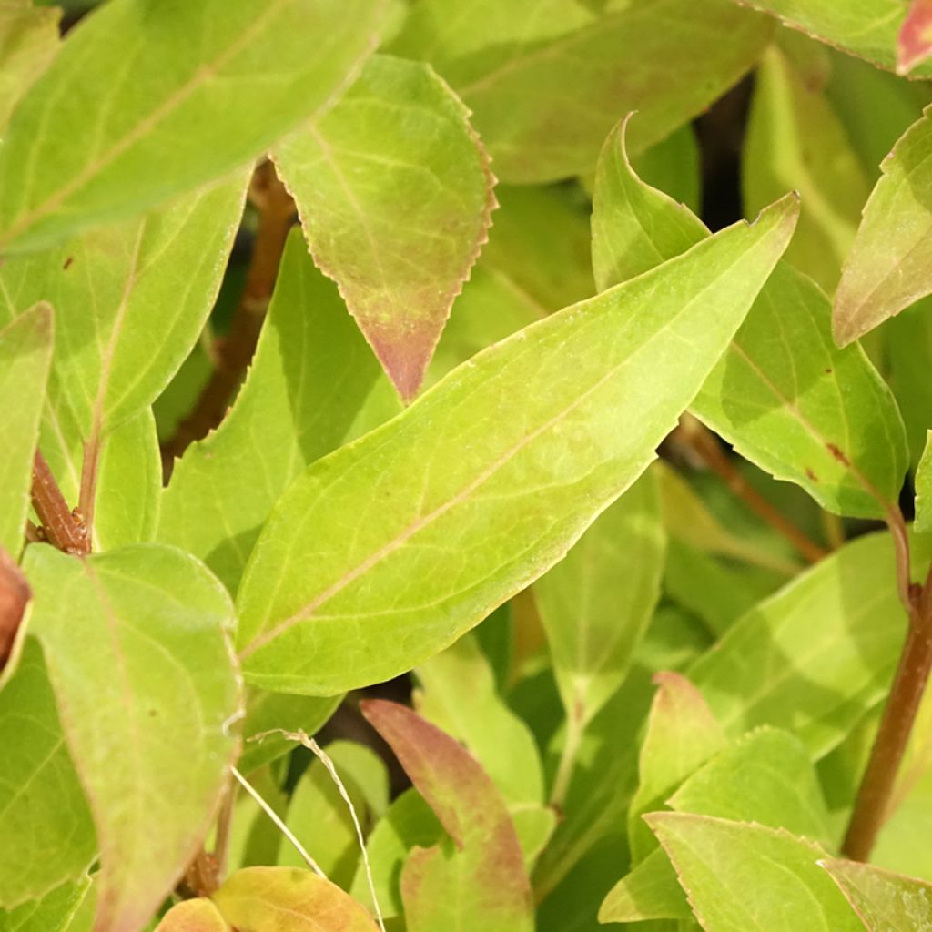 Forsythia Mindor - Chinees klokje