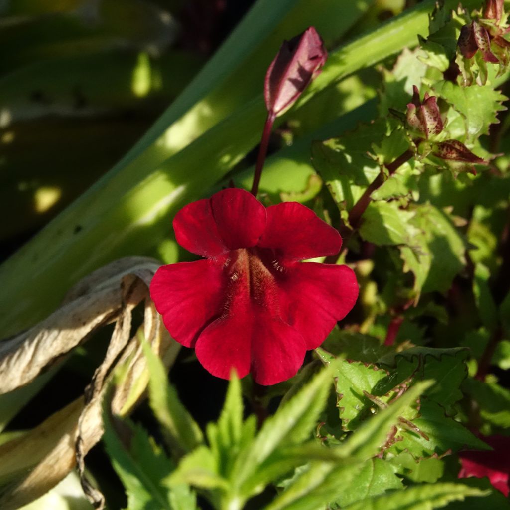Mimulus cupreus Roter Kaiser - Maskerbloem