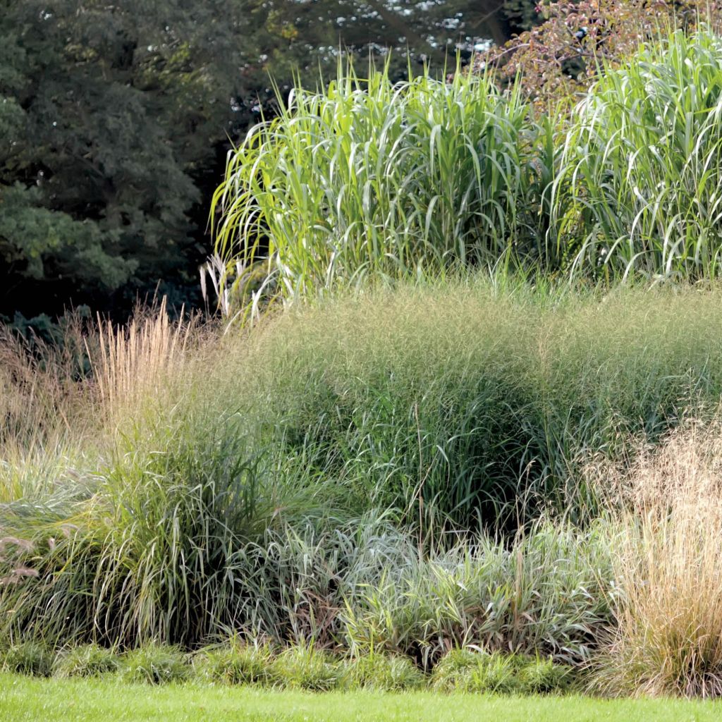 Miscanthus giganteus - Prachtriet
