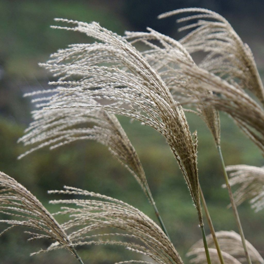 Miscanthus giganteus - Prachtriet