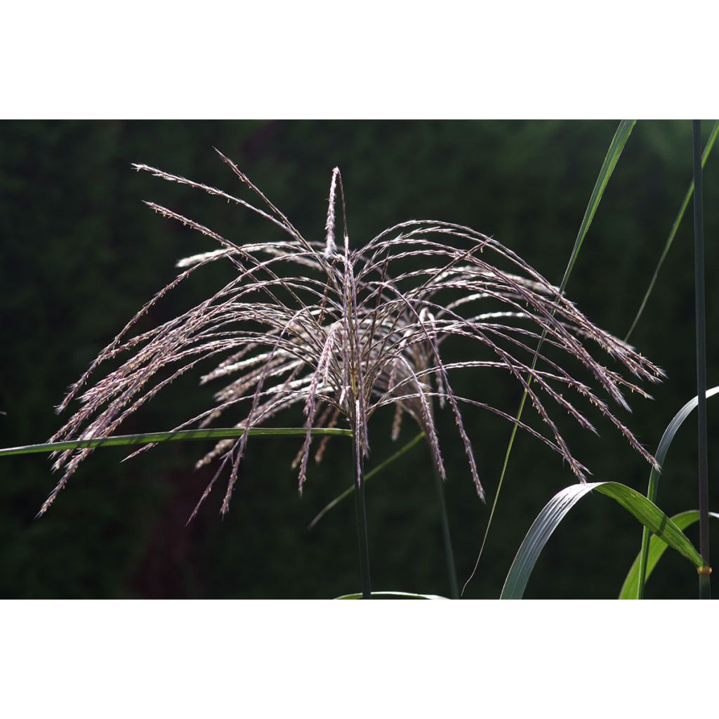 Miscanthus giganteus - Prachtriet