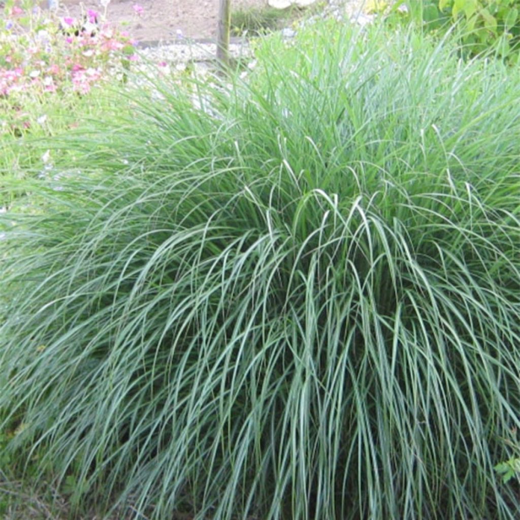 Miscanthus sinensis Adagio - Prachtriet