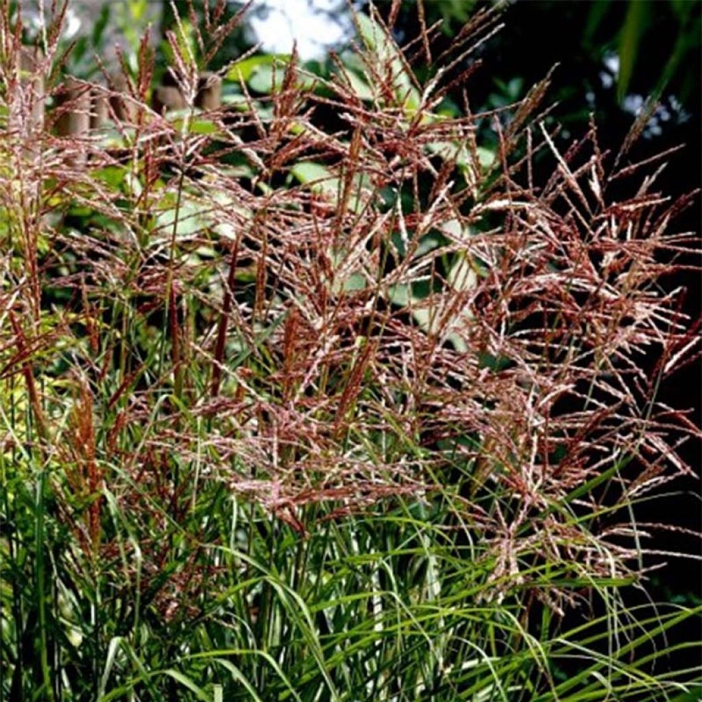 Miscanthus sinensis Dronning Ingrid - Prachtriet