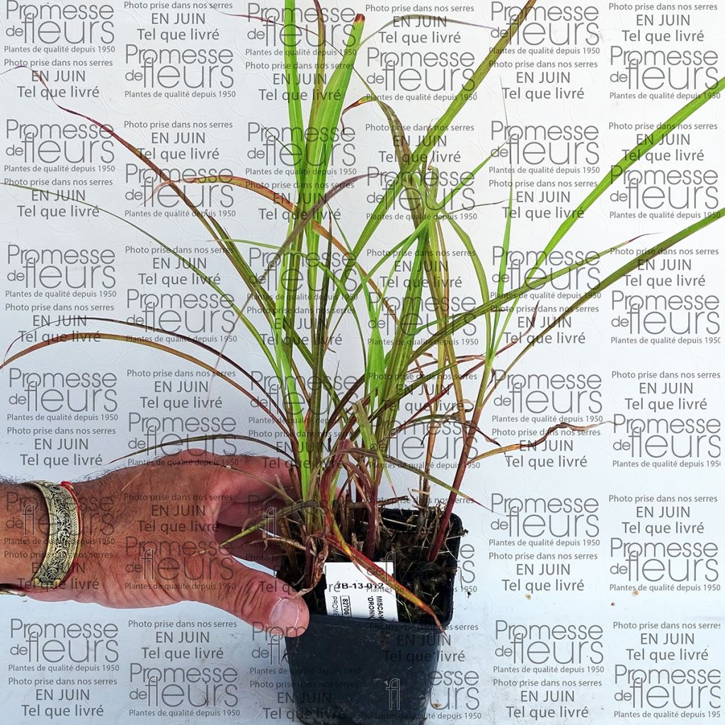 Miscanthus sinensis Dronning Ingrid - Prachtriet