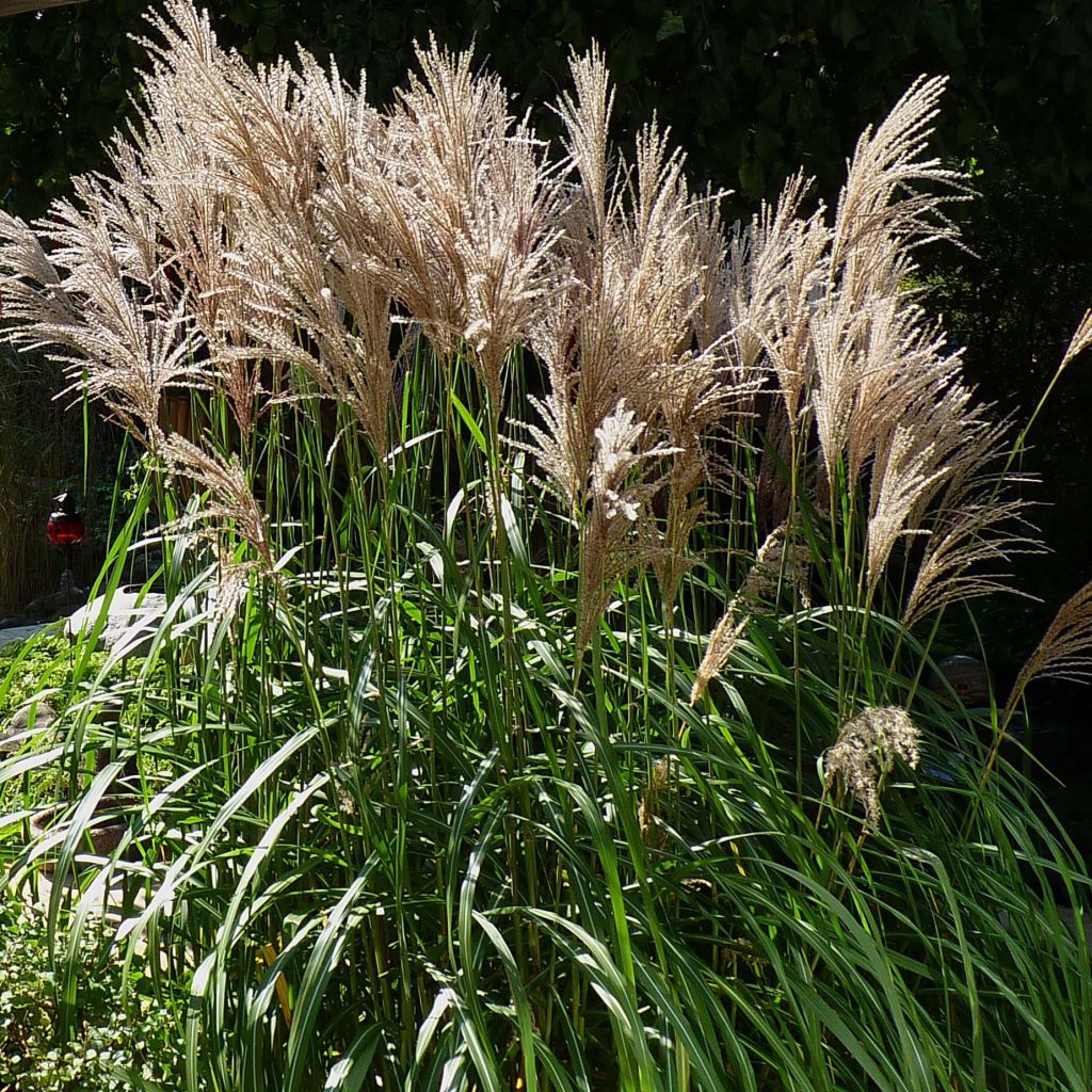 Miscanthus sinensis Malepartus - Prachtriet