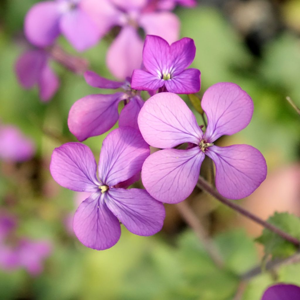 Lunaria annua - Judaspennig