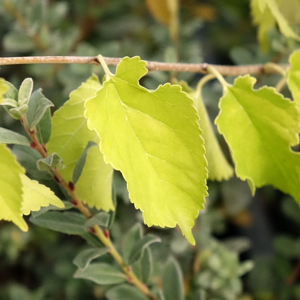 Morus alba Milanowek - Witte moerbei