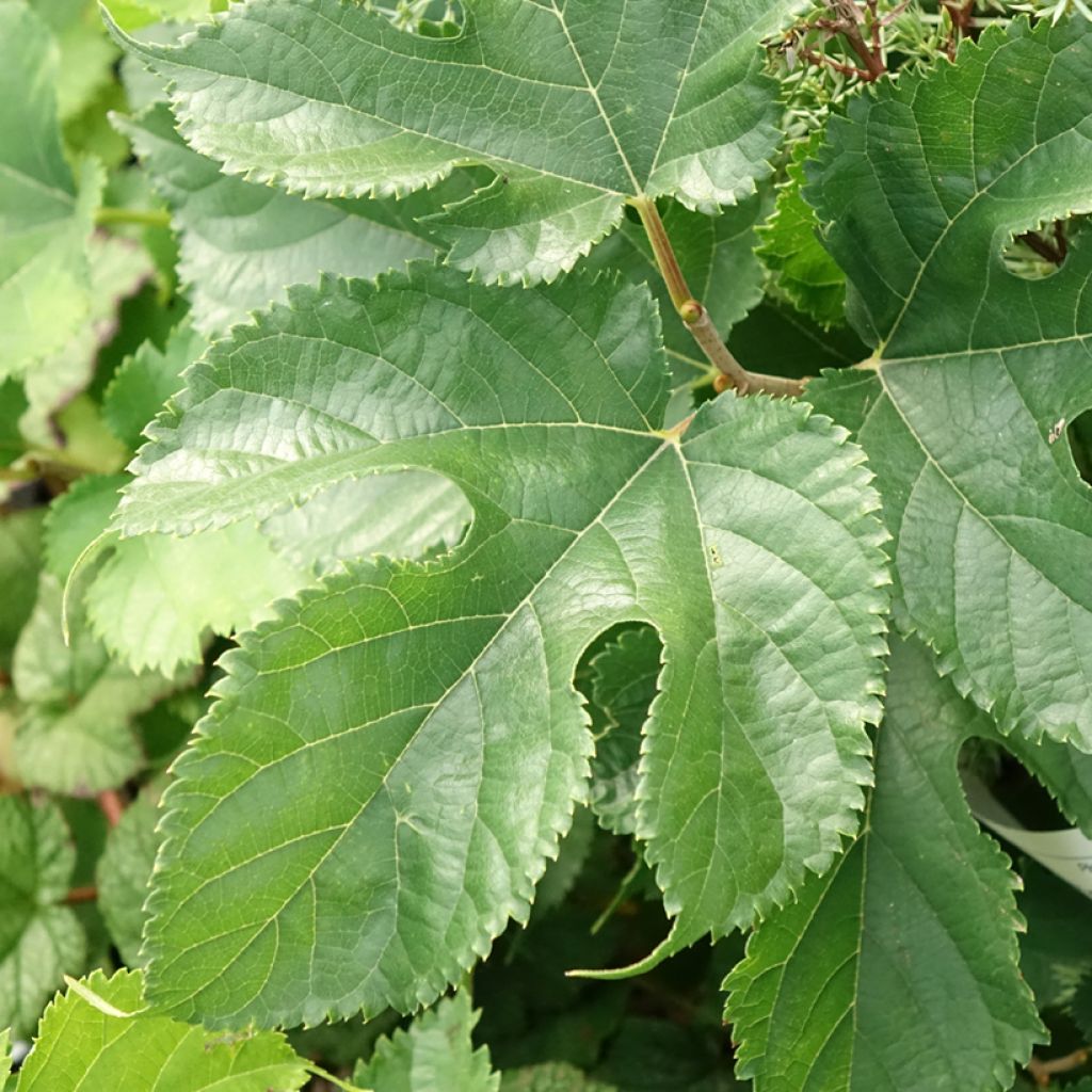 Morus alba Shin Tso - Japanse moerbei