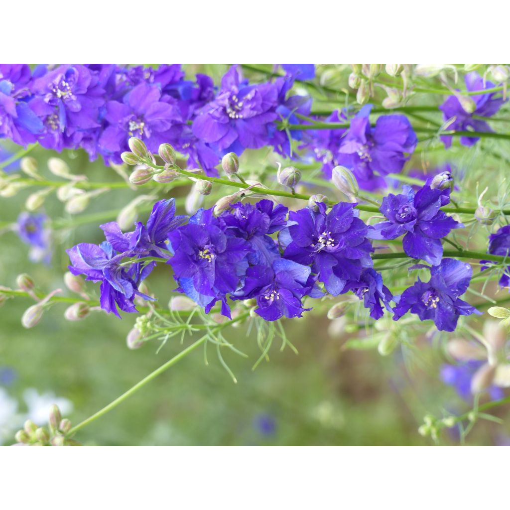 Ridderspoor DelQIS Dark Blue Edge (zaad) - Delphinium consolida