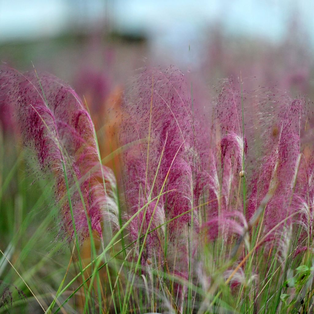 Muhlenbergia capillaris - Prairiegas