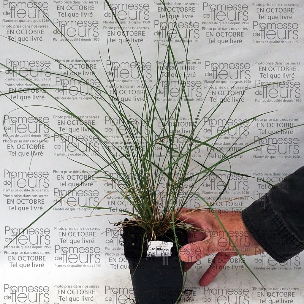 Muhlenbergia capillaris - Prairiegas