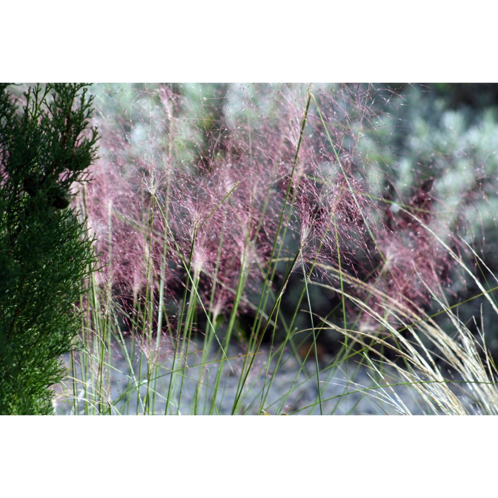 Muhlenbergia capillaris - Prairiegas