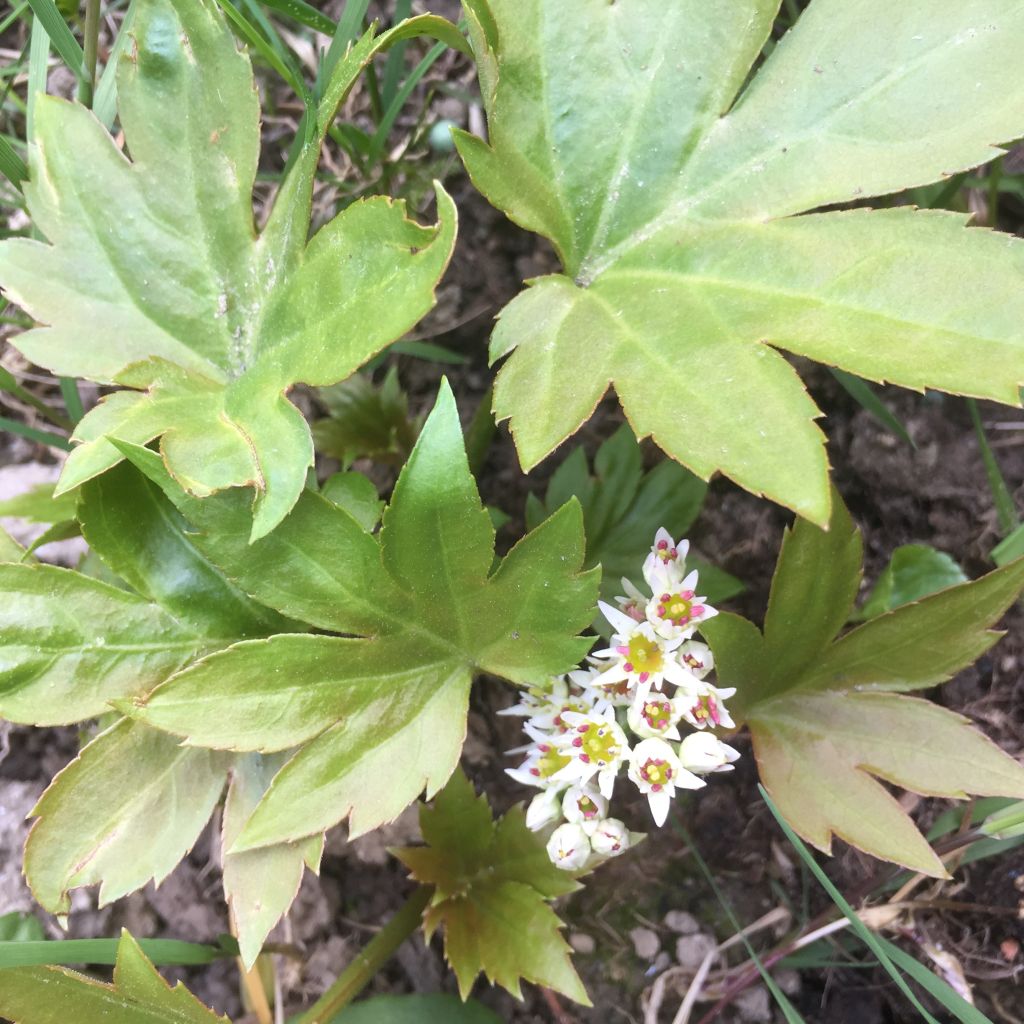 Mukdenia rossii Crimson Fans - Mukdenia